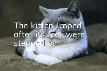 The kitten limped after its feet were stepped on
