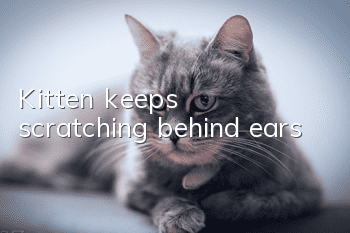 Kitten keeps scratching behind ears