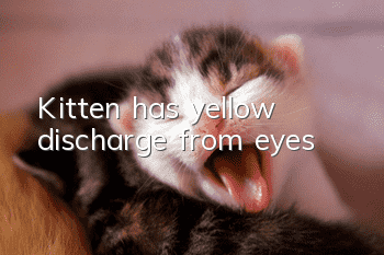 Kitten has yellow discharge from eyes