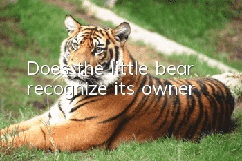 Does the little bear recognize its owner?
