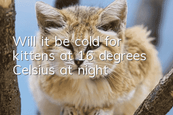 Will it be cold for kittens at 16 degrees Celsius at night?