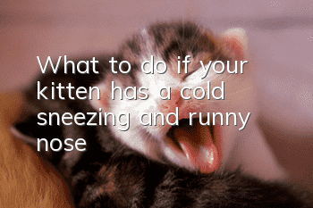 What to do if your kitten has a cold, sneezing and runny nose