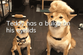 Teddy has a bulge on his eyelids