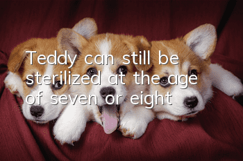 Teddy can still be sterilized at the age of seven or eight