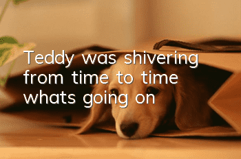 Teddy was shivering from time to time, what's going on?
