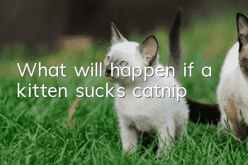 What will happen if a kitten sucks catnip?