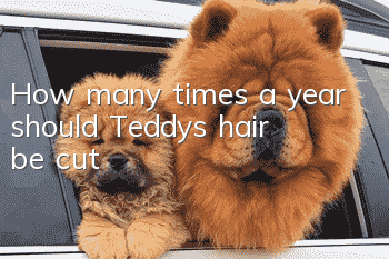 How many times a year should Teddy’s hair be cut?
