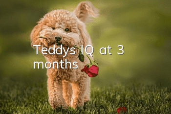 Teddy's IQ at 3 months