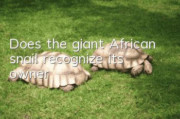 Does the giant African snail recognize its owner?
