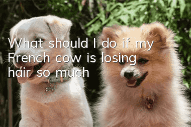 What should I do if my French cow is losing hair so much?
