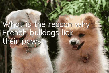 What is the reason why French bulldogs lick their paws?