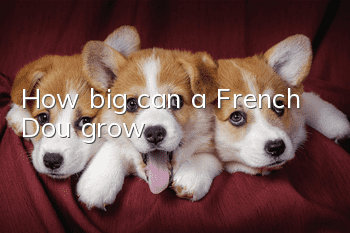 How big can a French Dou grow?
