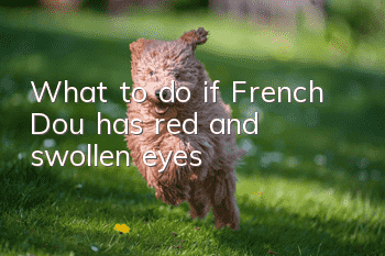 What to do if French Dou has red and swollen eyes