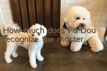 How much does Fa Dou recognize the master?