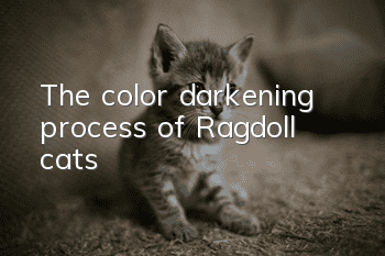 The color darkening process of Ragdoll cats