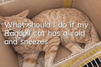 What should I do if my Ragdoll cat has a cold and sneezes?
