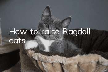 How to raise Ragdoll cats