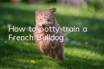 How to potty train a French Bulldog