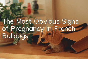 The Most Obvious Signs of Pregnancy in French Bulldogs