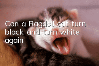 Can a Ragdoll cat turn black and turn white again?