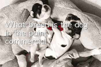 What breed is the dog in the paint commercial?