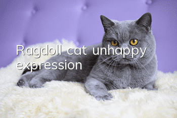 Ragdoll cat unhappy expression