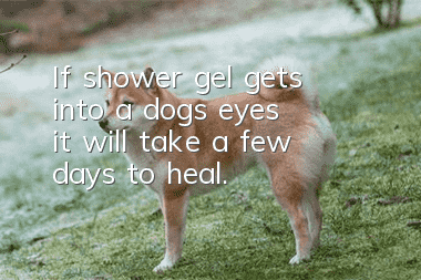 If shower gel gets into a dog’s eyes, it will take a few days to heal.