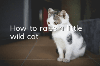 How to raise a little wild cat