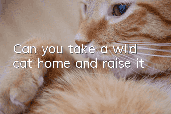 Can you take a wild cat home and raise it?