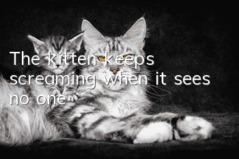 The kitten keeps screaming when it sees no one