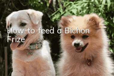 How to feed a Bichon Frize