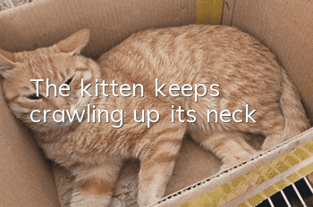 The kitten keeps crawling up its neck