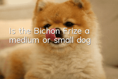 Is the Bichon Frize a medium or small dog?