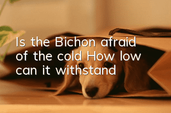 Is the Bichon afraid of the cold? How low can it withstand?