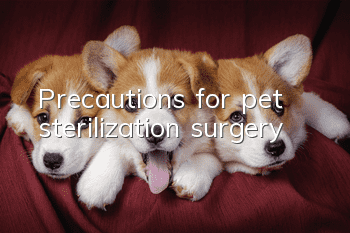 Precautions for pet sterilization surgery