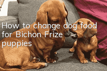 How to change dog food for Bichon Frize puppies