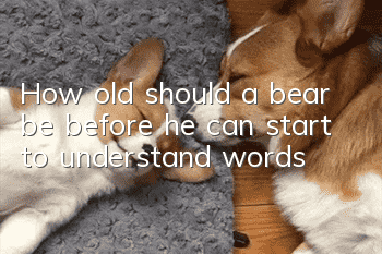 How old should a bear be before he can start to understand words?