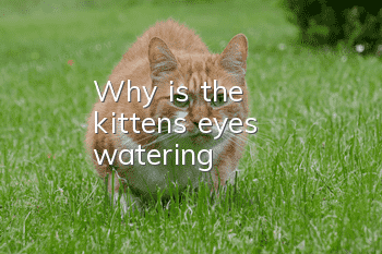 Why is the kitten's eyes watering?
