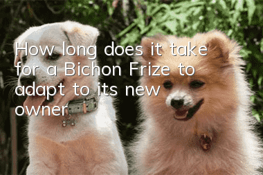 How long does it take for a Bichon Frize to adapt to its new owner?