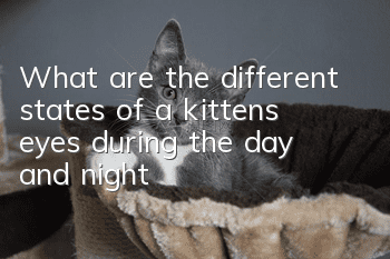 What are the different states of a kitten’s eyes during the day and night?