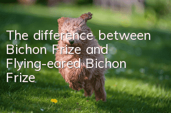 The difference between Bichon Frize and Flying-eared Bichon Frize