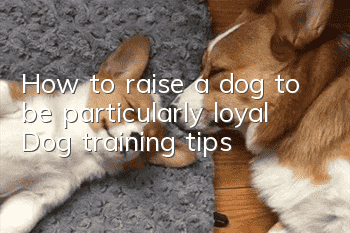 How to raise a dog to be particularly loyal? Dog training tips!