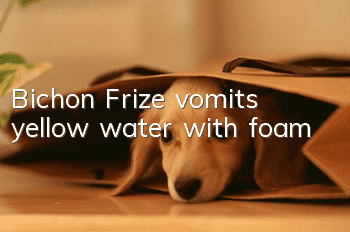 Bichon Frize vomits yellow water with foam