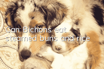 Can Bichons eat steamed buns and rice?