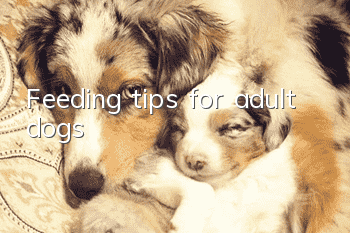 Feeding tips for adult dogs