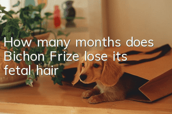 How many months does Bichon Frize lose its fetal hair?