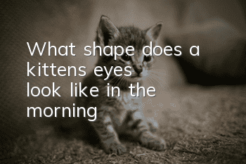 What shape does a kitten's eyes look like in the morning?