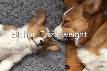 Bichon Frize weight
