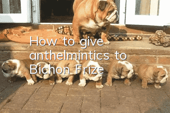 How to give anthelmintics to Bichon Frize
