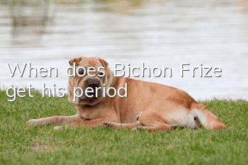 When does Bichon Frize get his period?